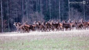 Bliskie spotkania w Jabłkowie i Jaroszewie Pierwszym - zdjęcie 16