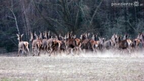 Bliskie spotkania w Jabłkowie i Jaroszewie Pierwszym - zdjęcie 15