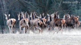 Bliskie spotkania w Jabłkowie i Jaroszewie Pierwszym - zdjęcie 14