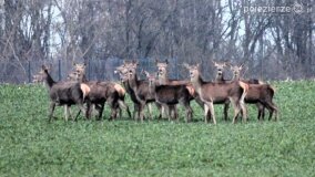 Bliskie spotkania w Jabłkowie i Jaroszewie Pierwszym - zdjęcie 13