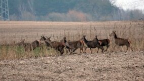 Bliskie spotkania w Jabłkowie i Jaroszewie Pierwszym - zdjęcie 12