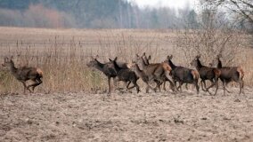 Bliskie spotkania w Jabłkowie i Jaroszewie Pierwszym - zdjęcie 11