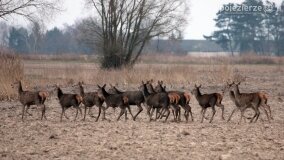 Bliskie spotkania w Jabłkowie i Jaroszewie Pierwszym - zdjęcie 10