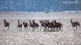 Bliskie spotkania w Jabłkowie i Jaroszewie Pierwszym - zdjęcie 9