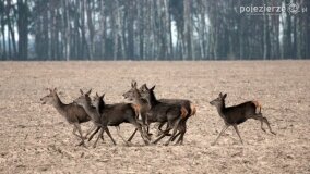 Bliskie spotkania w Jabłkowie i Jaroszewie Pierwszym - zdjęcie 8