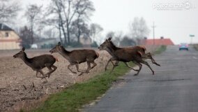 Bliskie spotkania w Jabłkowie i Jaroszewie Pierwszym - zdjęcie 7