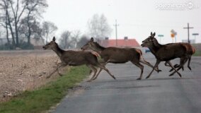 Bliskie spotkania w Jabłkowie i Jaroszewie Pierwszym - zdjęcie 6
