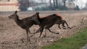 Bliskie spotkania w Jabłkowie i Jaroszewie Pierwszym - zdjęcie 5