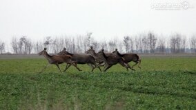 Bliskie spotkania w Jabłkowie i Jaroszewie Pierwszym - zdjęcie 4
