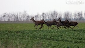 Bliskie spotkania w Jabłkowie i Jaroszewie Pierwszym - zdjęcie 3