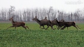 Bliskie spotkania w Jabłkowie i Jaroszewie Pierwszym - zdjęcie 2