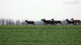 Bliskie spotkania w Jabłkowie i Jaroszewie Pierwszym - zdjęcie 1