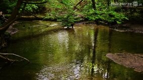 Rzeka Cybina jakiej nie znamy... - zdjęcie 26