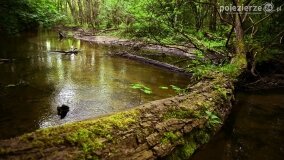 Rzeka Cybina jakiej nie znamy... - zdjęcie 25