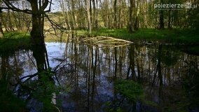 Rzeka Cybina jakiej nie znamy... - zdjęcie 15