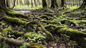 Rzeka Cybina jakiej nie znamy... - zdjęcie 10