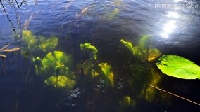 Rzeka Cybina jakiej nie znamy... - zdjęcie 6