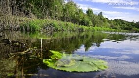 Rzeka Cybina jakiej nie znamy... - zdjęcie 3