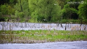 Rzeka Cybina jakiej nie znamy... - zdjęcie 1