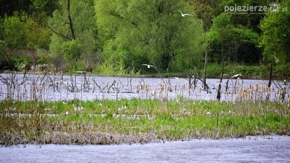 Rzeka Cybina jakiej nie znamy...