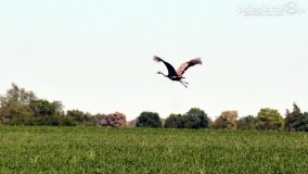 Głębokie bardziej tajemnicze niż myślałem... - zdjęcie 24