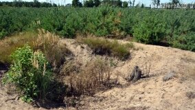 „Pole śmierci” w Lasach Nowaszyckich odsłoniło swoje ostatnie tajemnice! - zdjęcie 43