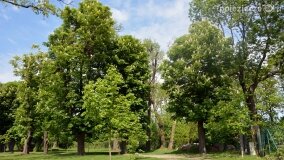 „Spacerując po parku w Rybieńcu, spacerujemy po ukrytych skarbach” - zdjęcie 32