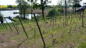 „Spacerując po parku w Rybieńcu, spacerujemy po ukrytych skarbach” - zdjęcie 7