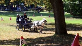 Więźniarka hitem XIX Konkursu Pojazdów Konnych w Lubostroniu - zdjęcie 34