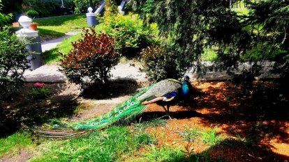 HOTEL ADALBERTUS  *** - zdjęcie 12