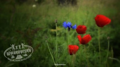 Tawerna Wachta - zdjęcie 26