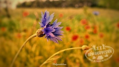 Tawerna Wachta - zdjęcie 23