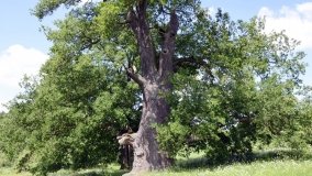 „Dąb Mieliński” - najstarszy dąb w Polsce