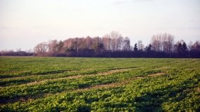 Bitwa pod Brzozogajem