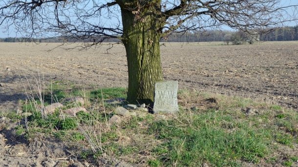 Zagadkowy obelisk pod dębem „Wilhelma”