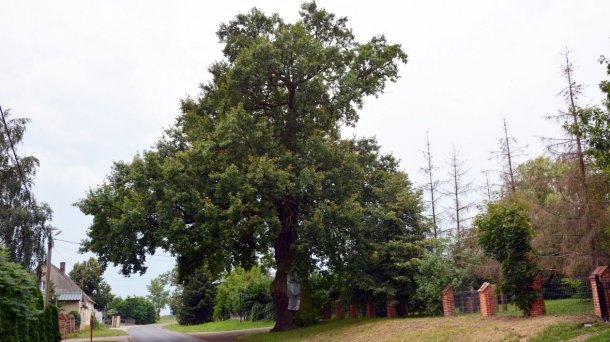 Zapomniany dąb „Chrobry”...