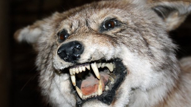 Muzeum Przyrodniczo-Łowieckie w Uzarzewie