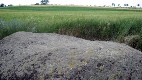 Zapomniany wśród łąk. Głaz królowej Jadwigi?