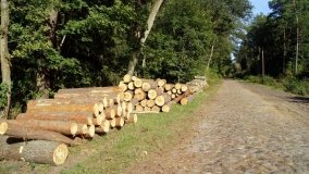 Lasy Miradzkie - pozostałości po pradawnej puszczy nadnoteckiej