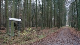 Klasztorne Modrzewie – niezwykły rezerwat w Puszczy Zielonka