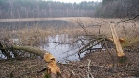 Bobrowa stołówka, czyli Rezerwat Jeziora Czarnego