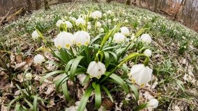 „Śnieżycowy Jar”