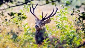 Dziewicza Góra - Góra Cysterek - zdjęcie 9