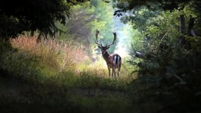 Dziewicza Góra - Góra Cysterek - zdjęcie 5