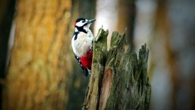 Dziewicza Góra - Góra Cysterek - zdjęcie 2