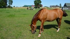 Park w Leśniewie - historia, magiczna przyroda, konie… - zdjęcie 4