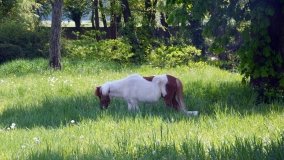 Park w Leśniewie - historia, magiczna przyroda, konie… - zdjęcie 5