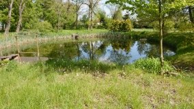 Park w Leśniewie - historia, magiczna przyroda, konie… - zdjęcie 2