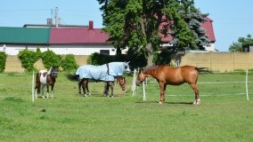 Park w Leśniewie - historia, magiczna przyroda, konie… - zdjęcie 9