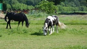 Park w Leśniewie - historia, magiczna przyroda, konie… - zdjęcie 11